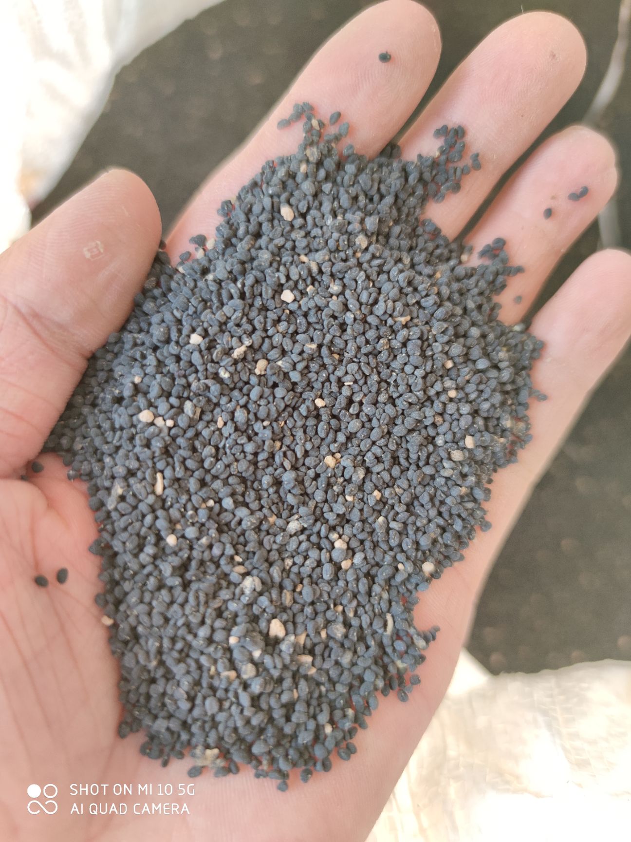 黄芩种子  甘肃陇西地产纯新黄芩籽，一手货源，过风过筛，不掺