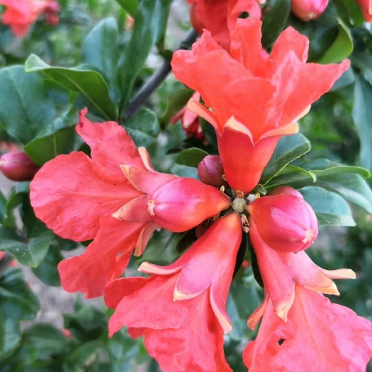 黔西市 千层花石榴苗，花期长，成活率高，