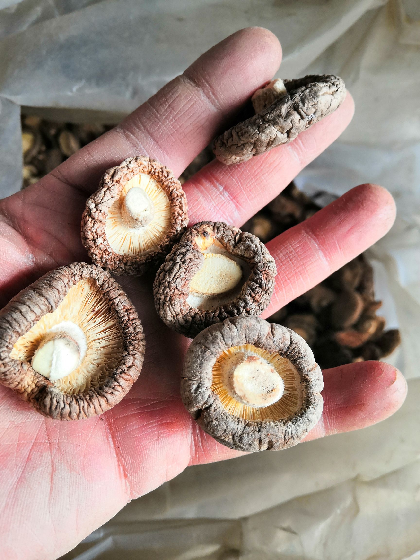 河南小香菇香菇干货