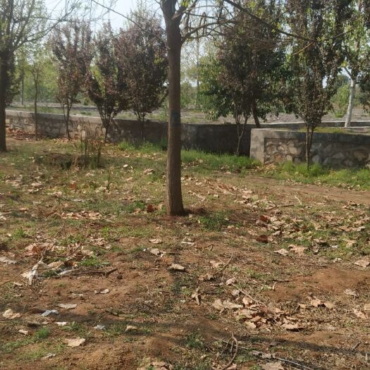 武陟县苹果树苗 苹果苗:梨树苗:绿化树:占地苗核桃树