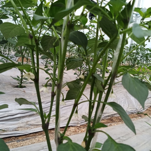 信丰县螺丝椒 江西省信丰县小江蔬菜基地。江西信丰县小江镇蔬菜基