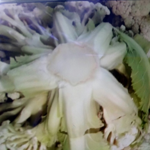 沛县 青梗花菜