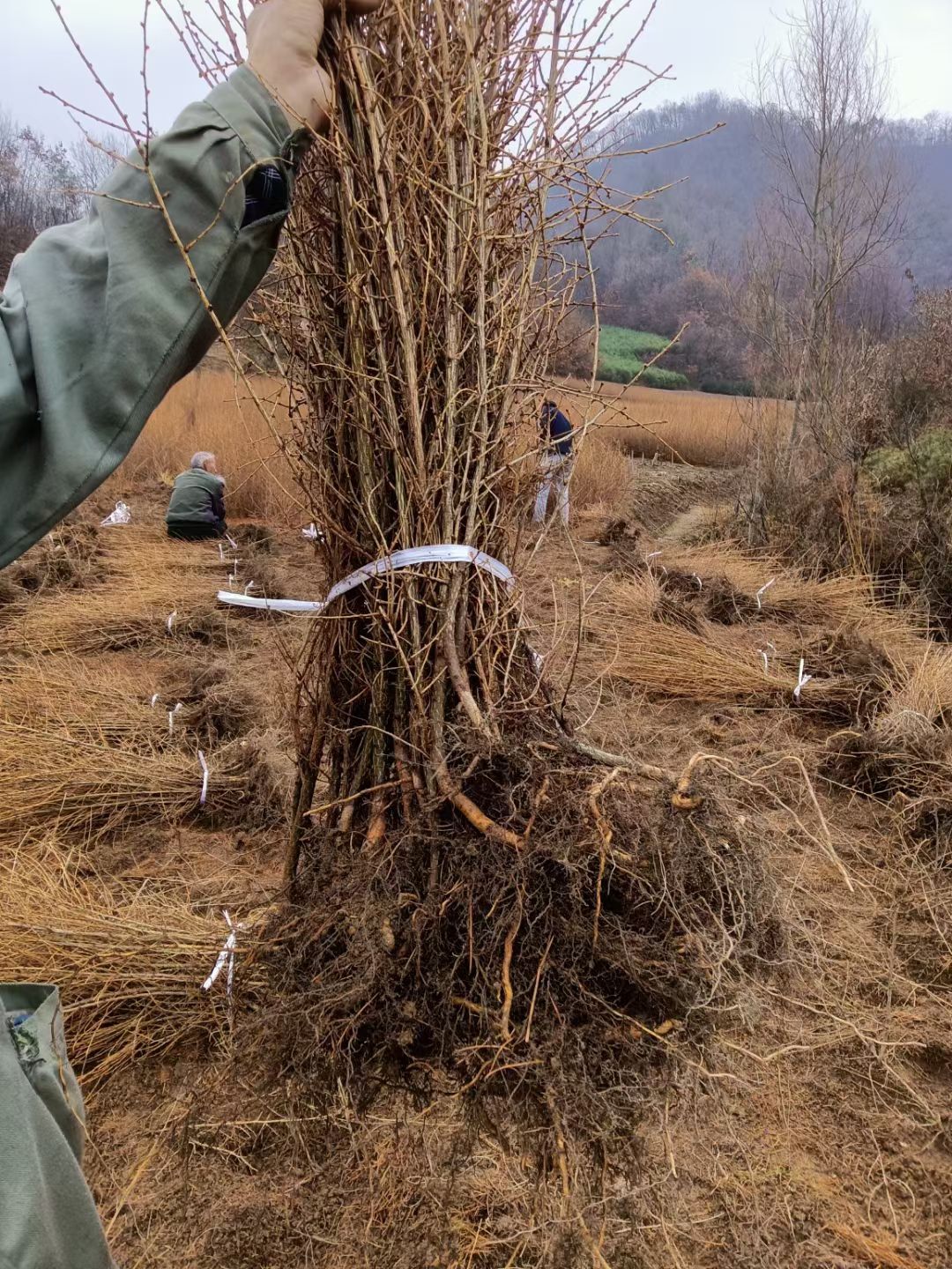 落叶松裸根苗，两年生移载苗，30公分~60公分