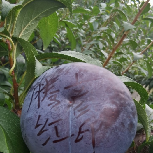 大量黑布林李子上市露天李子403李子大石早生李子