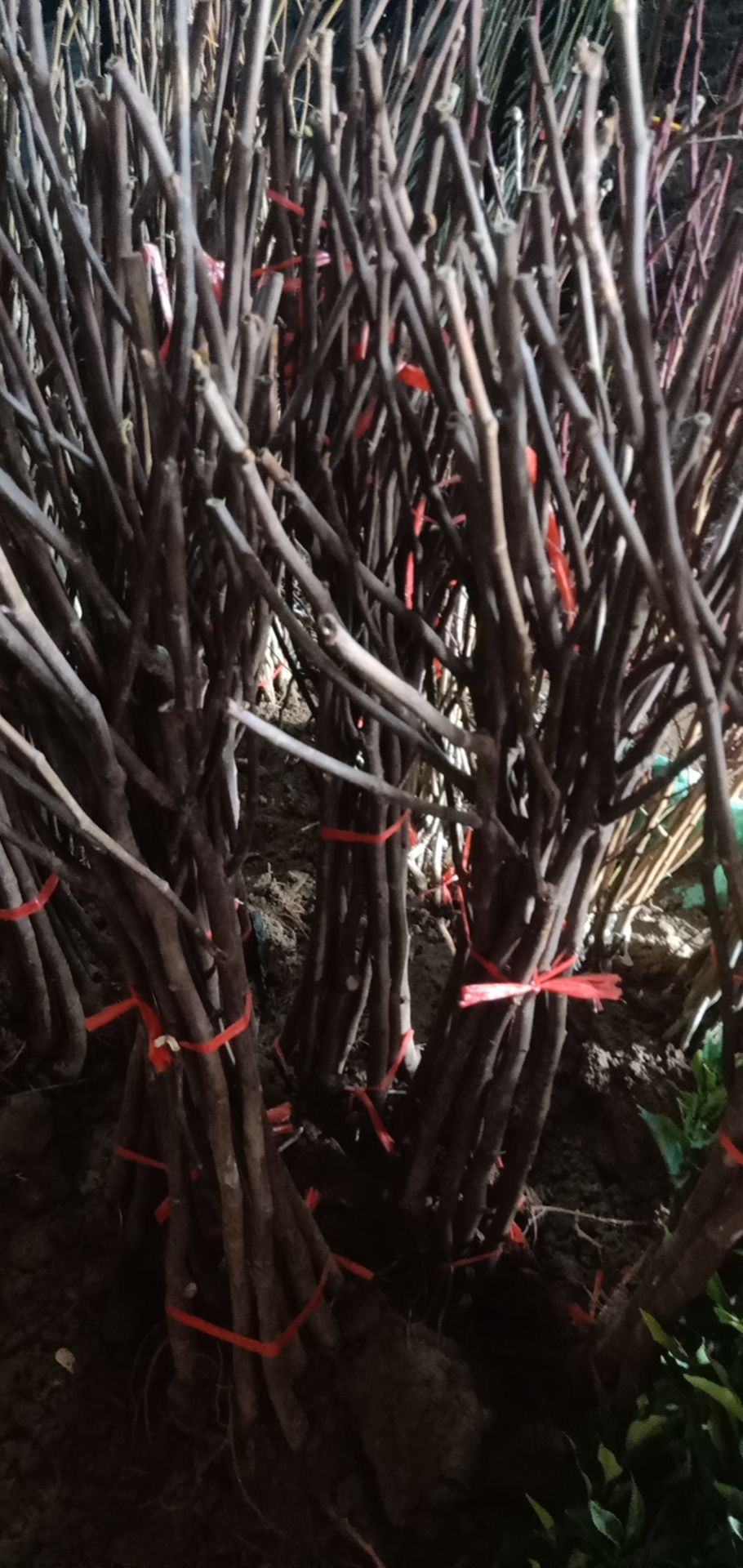 无忧树  波姬红，两年，一年，各种苗木