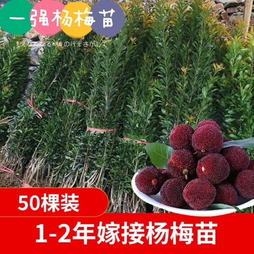 靖州县荸荠杨梅种苗  2--5公分科技杨梅 保湿发货 合作社直供 终生技术服务