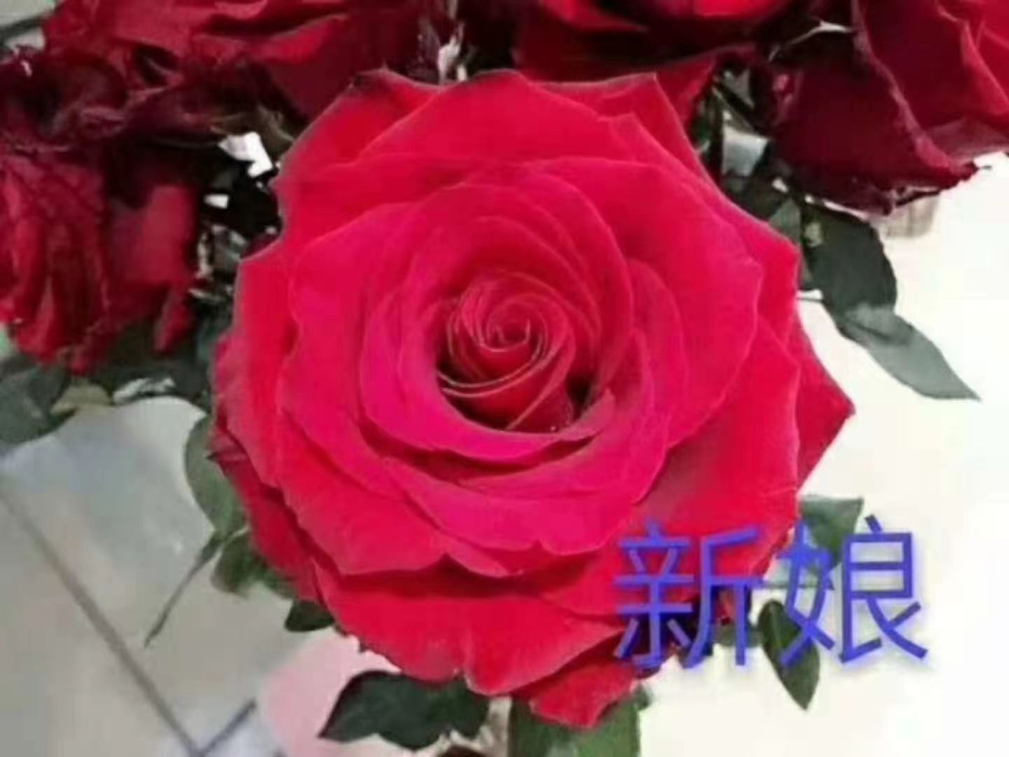 新娘玫瑰苗