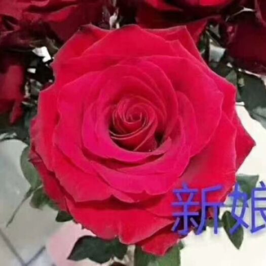新娘玫瑰苗
