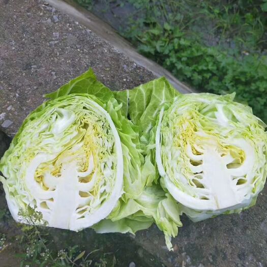嘉鱼县精品牛心甘蓝