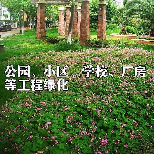 沭阳县 红花酢浆草