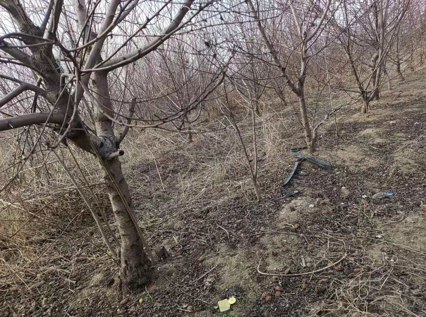 桃树苗 优质黄桃树