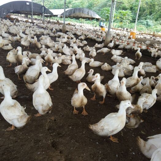 南宁微生物有机肥 自家养殖场纯鸭粪，撒有生物发酵剂，肥效高、无线虫不烧根