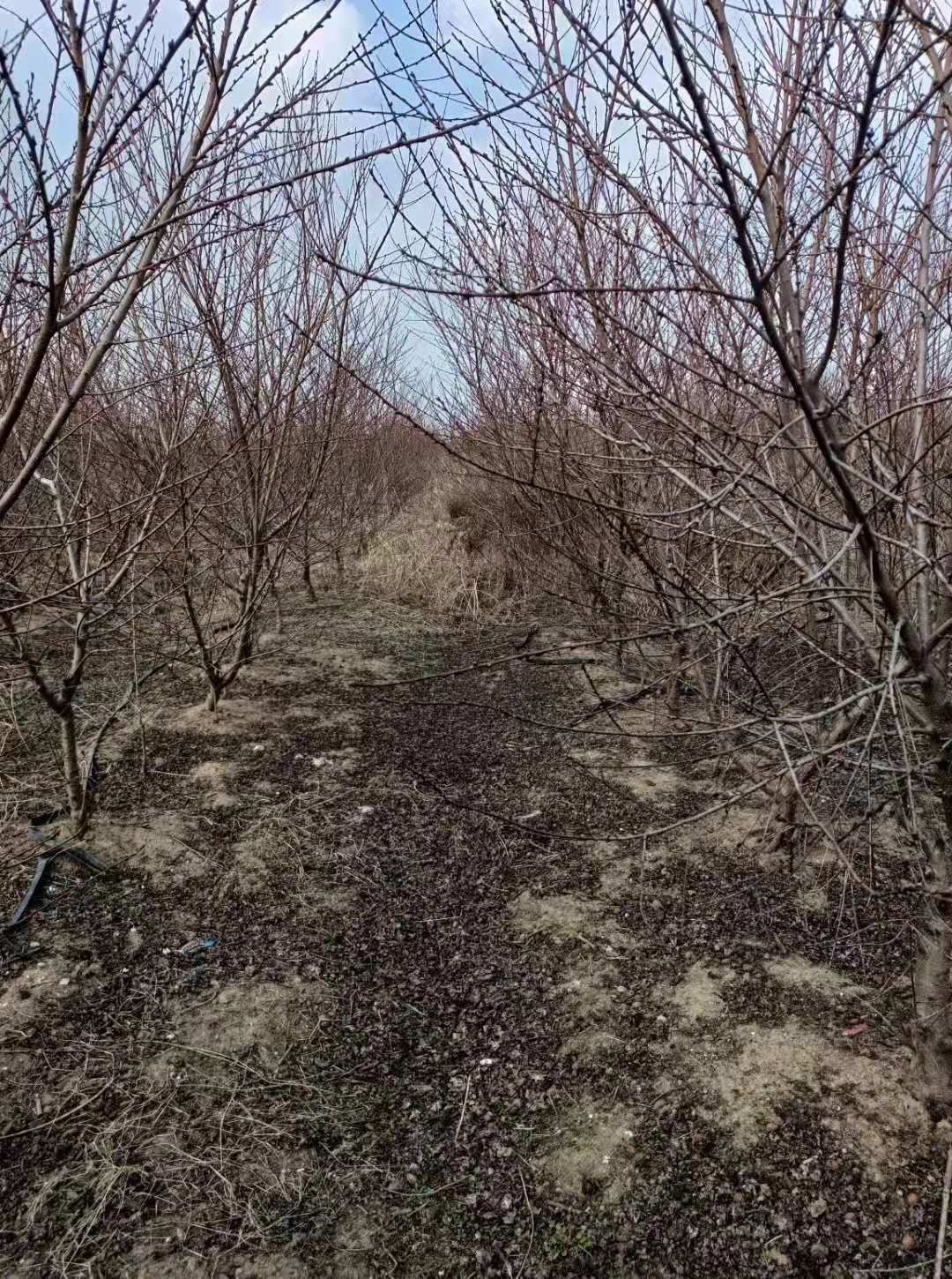 桃树苗 优质黄桃树