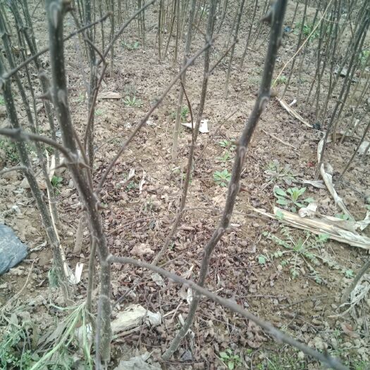周至县 大红袍花椒苗子，高度90公分，根系发达成活率高，欢迎采购！