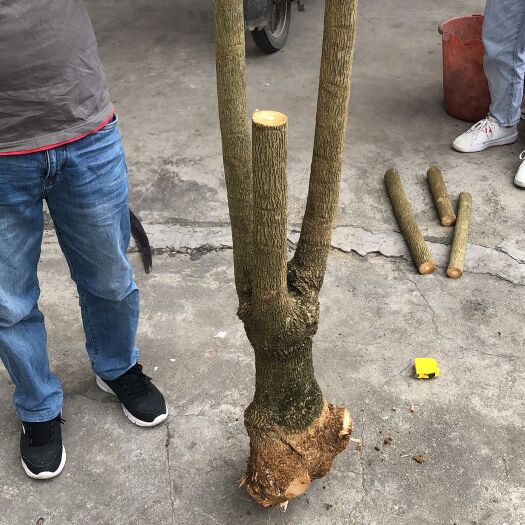 连南县幸福树盆栽  幸福树基地，大量多杆幸福树
