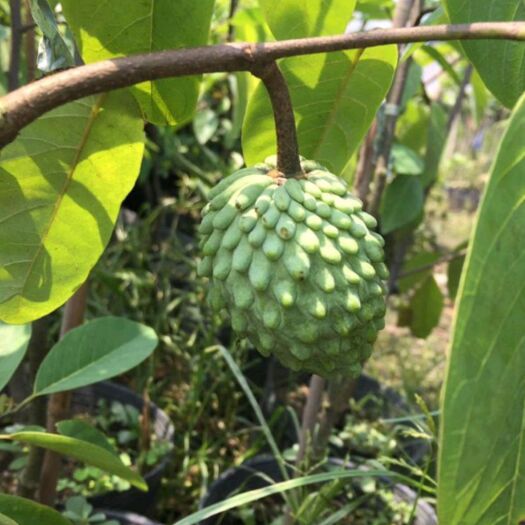灵山县释迦果苗  四季释迦果树苗 番荔枝苗 番鬼荔枝嫁接苗