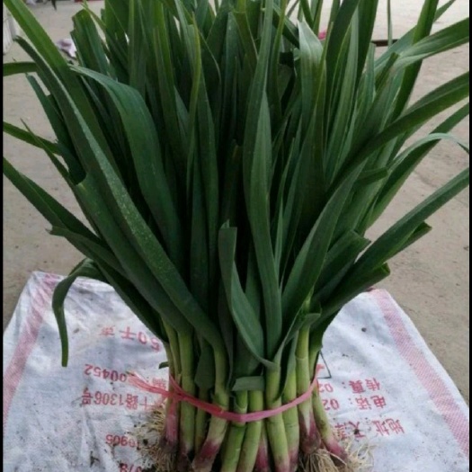 沛县红根蒜苗 40cm以下 