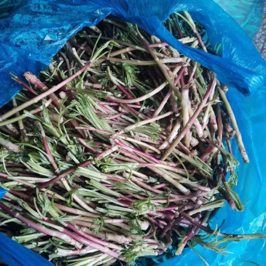 南京藜蒿  野芦蒿大量上市，量大从优