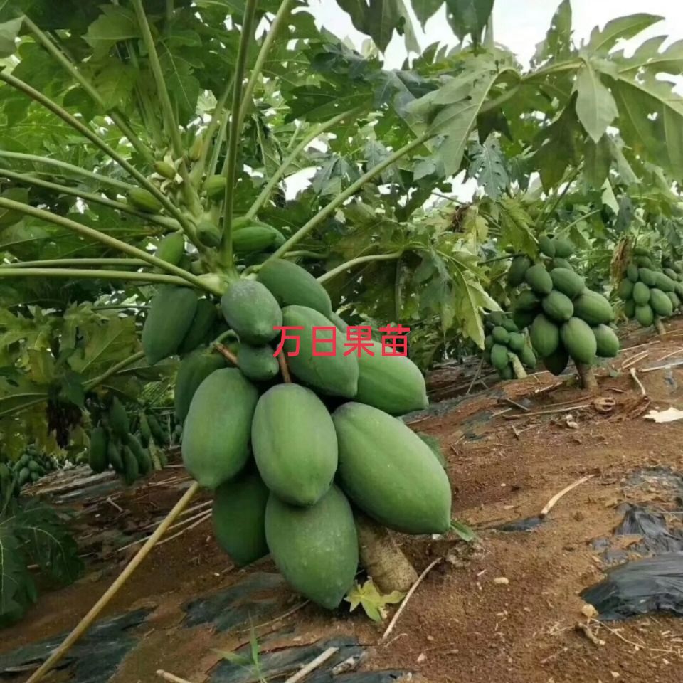 红心木瓜苗  红心牛奶木瓜苗、大青木瓜苗种植6个月可以结果