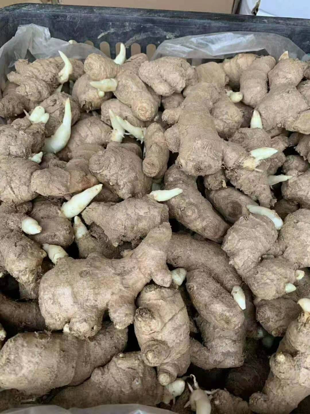 （优选姜种）368姜种产地直销，一手货源，全国发货