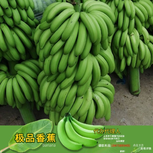 雷州市☎️联系  香蕉价格仅供参考，需要的私聊，有档口、可下地收