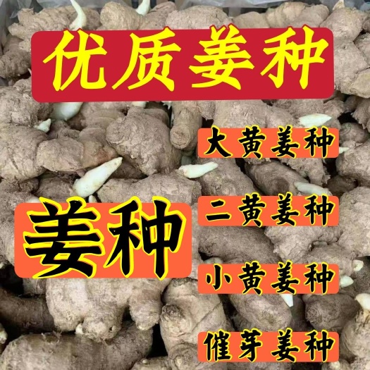 沂水县优选大黄姜368姜种，小黄姜姜种货源充足，价格便宜