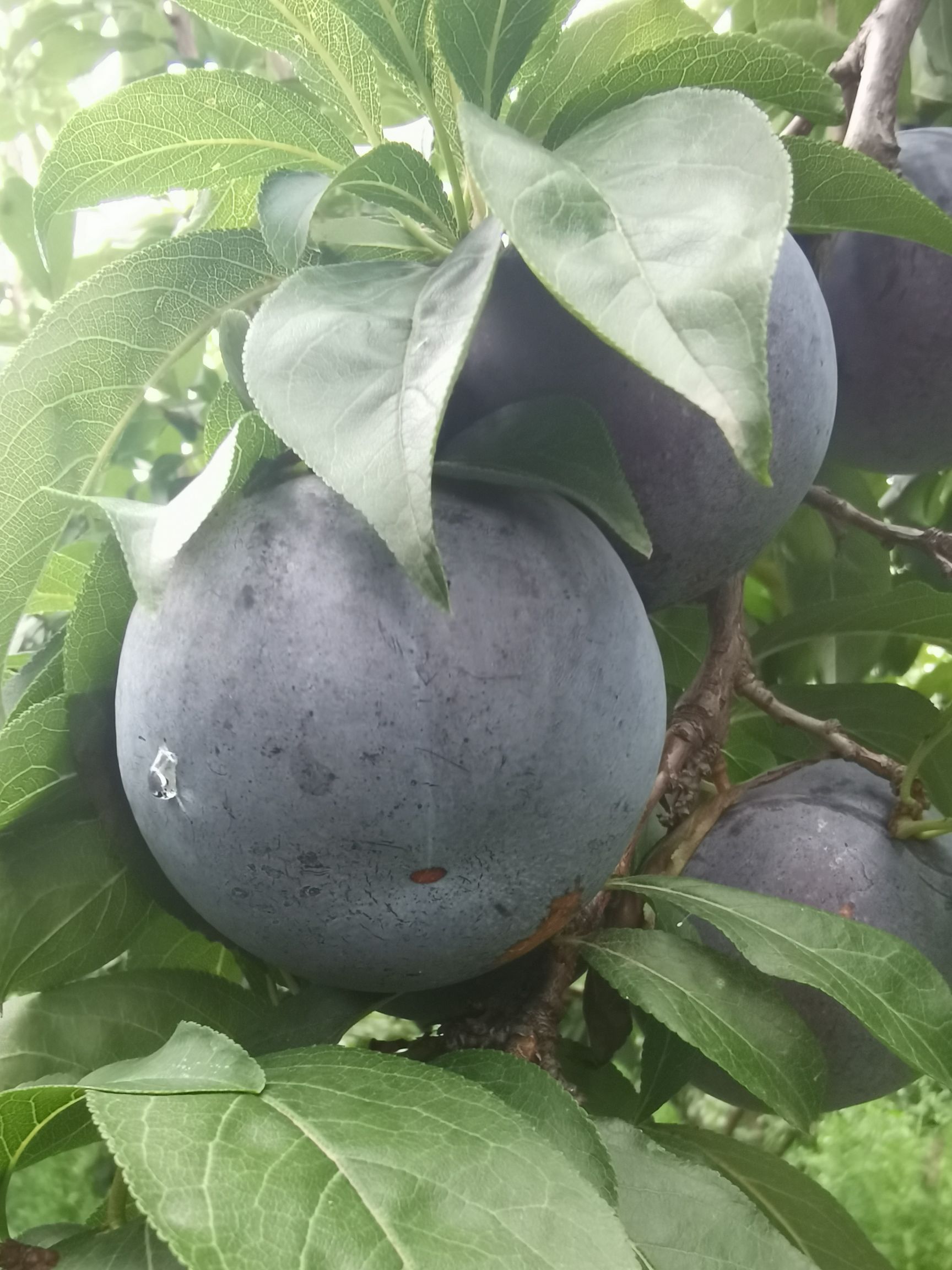 黑布林  大量露天黑巨李，黑总统，黑霸王，黑宝石，黑湖泊上市
