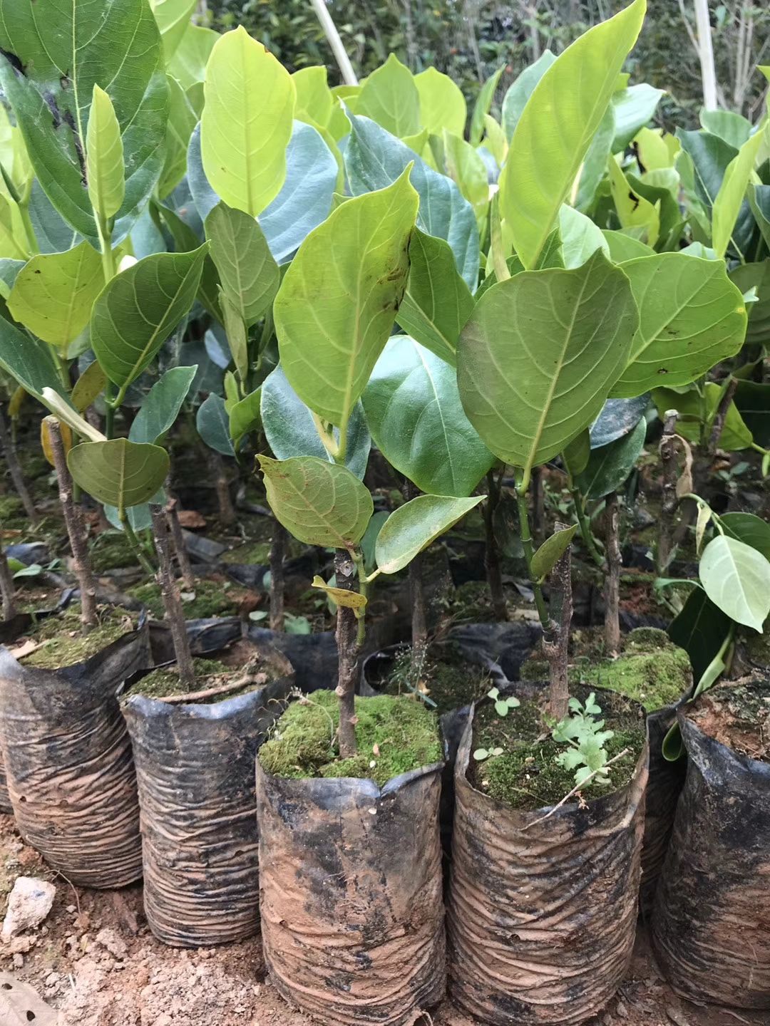 四季菠萝蜜苗  马来西亚菠萝苗