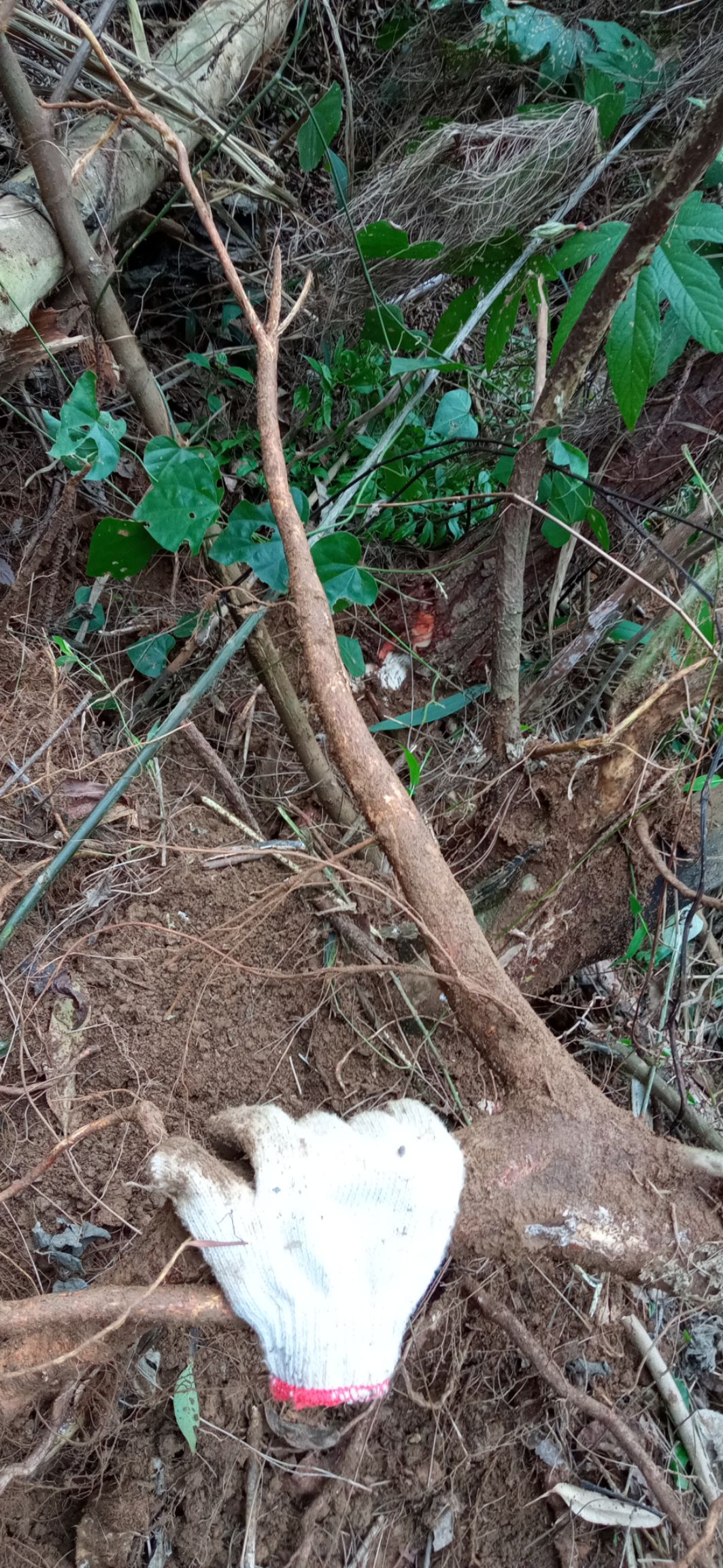 深山五指毛桃 鲜货 下单即挖