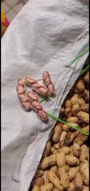 冀花花生  冀花系列  本地冀优四花生大量出售