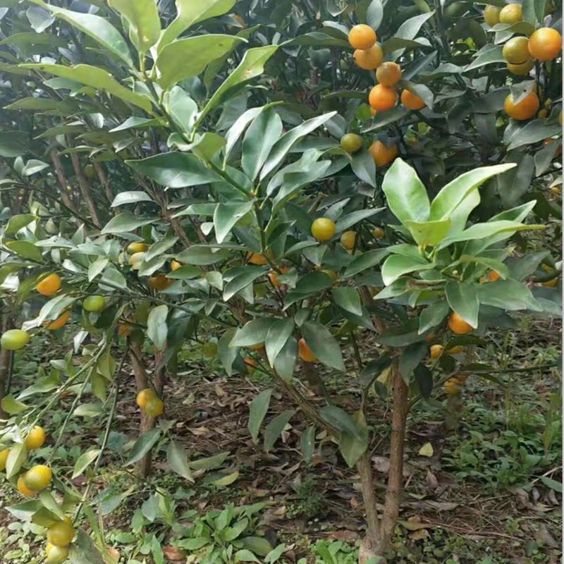 脆皮金桔苗 金桔苗盆栽地栽户外阳台庭院嫁接特大可食用四季带果脆皮金橘树苗