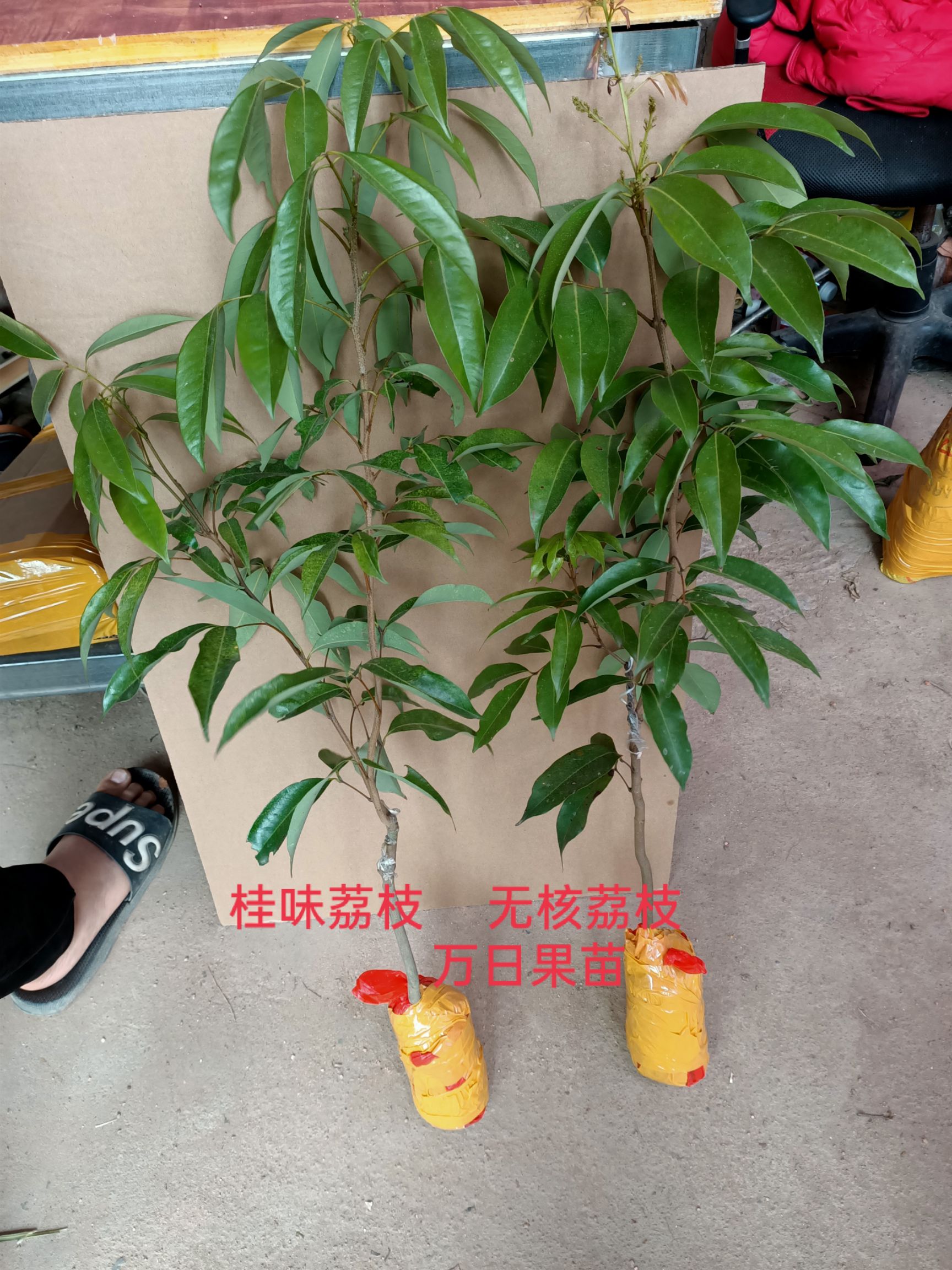鸡嘴荔枝苗 广州仙进奉 观音绿  荔枝王苗桂味 无核荔枝妃