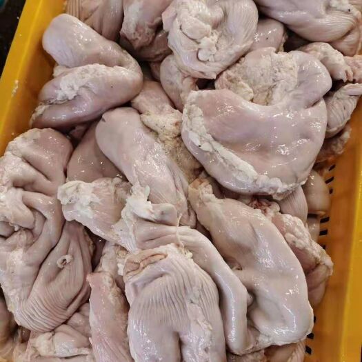 广州 鲜 猪肚