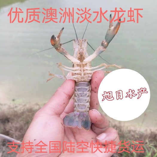 博罗县龙虾苗  澳洲淡水龙虾，小黑头，大黑头，公分苗