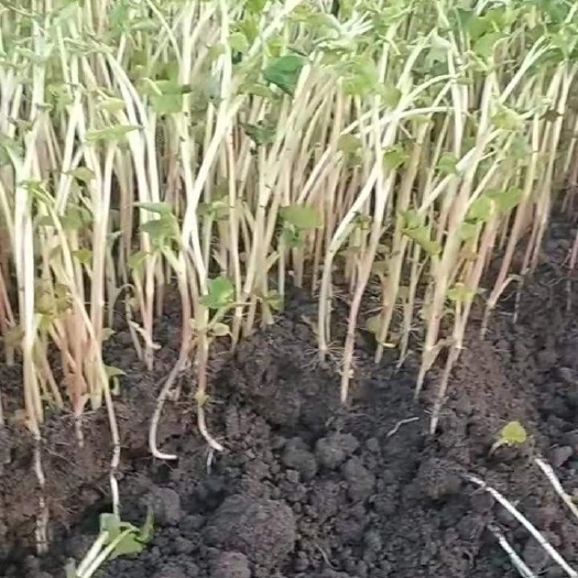 西昌市白茎鱼腥草  圠耳根芽圠耳根