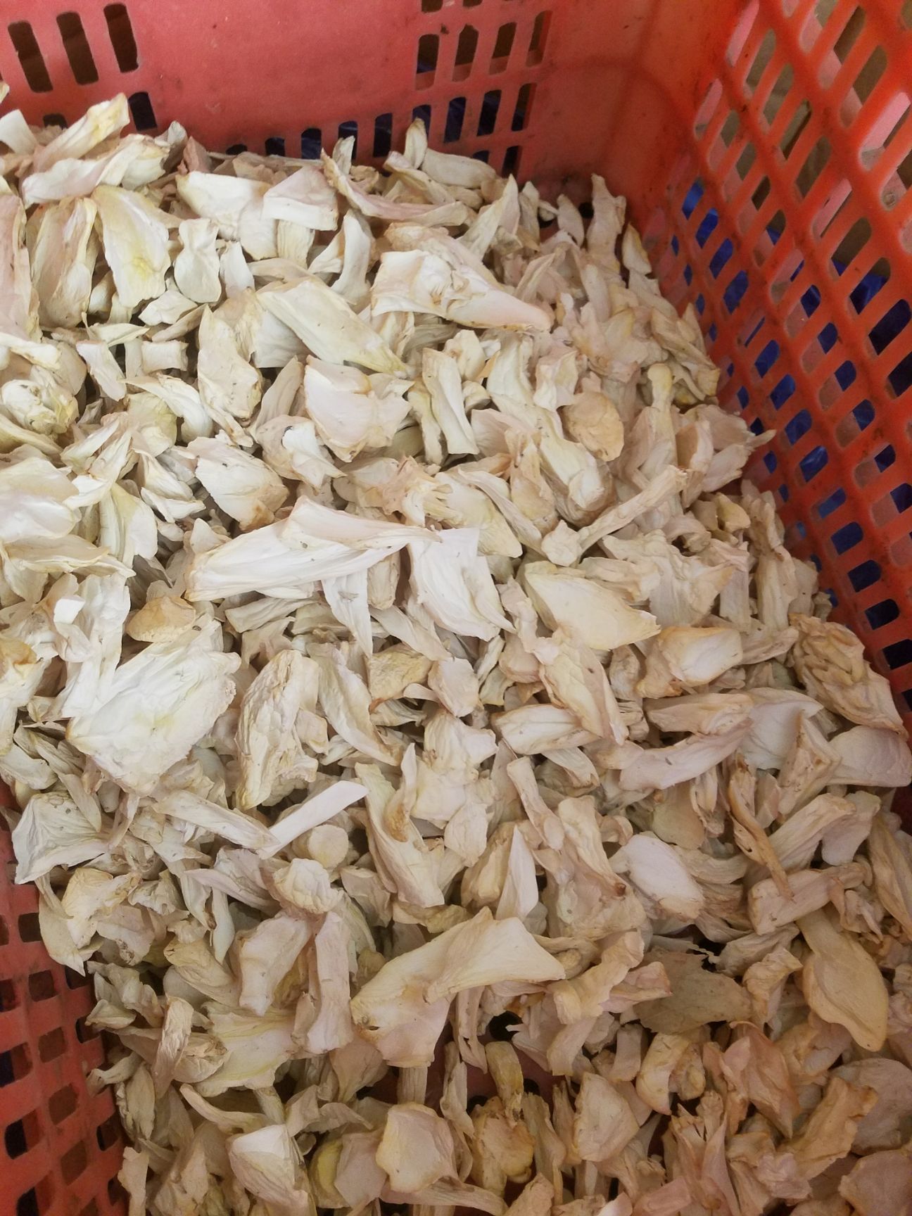 干杏鲍菇 杏鲍菇根片，有需要的看过来，价格低，质量优，诚信经营