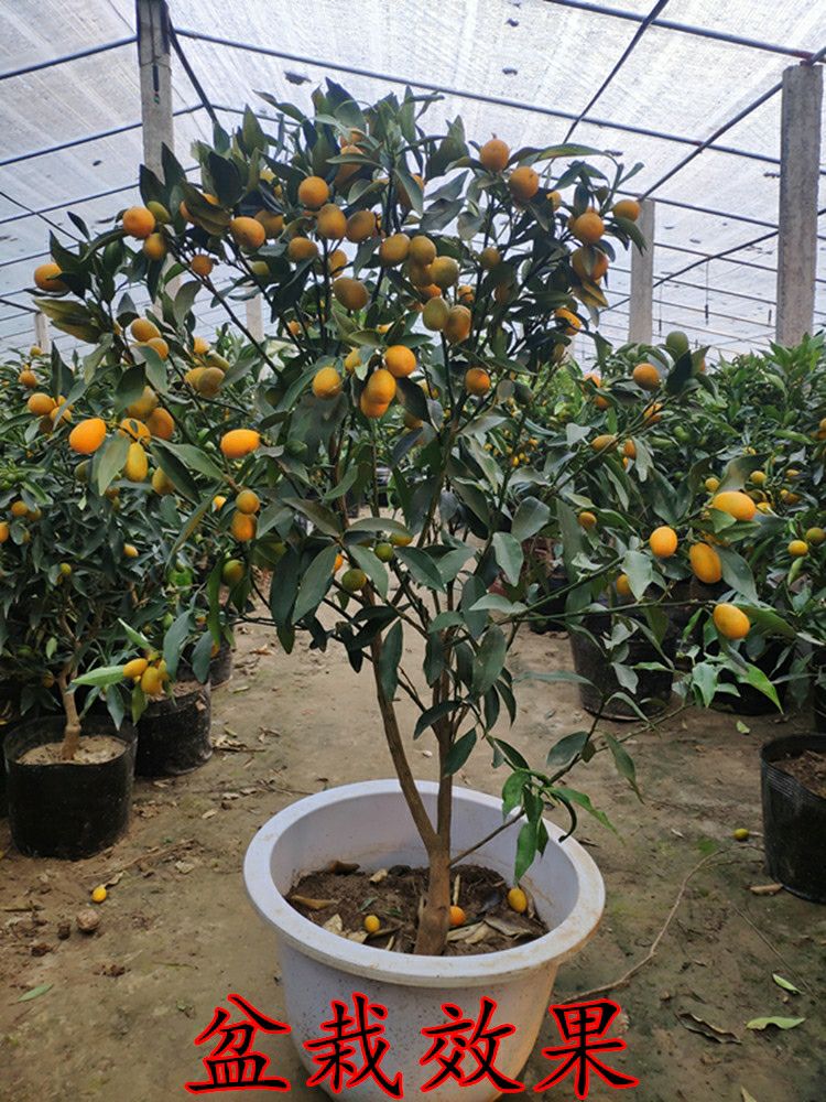 脆皮金桔苗 金桔苗盆栽地栽户外阳台庭院嫁接特大可食用四季带果脆皮金橘树苗