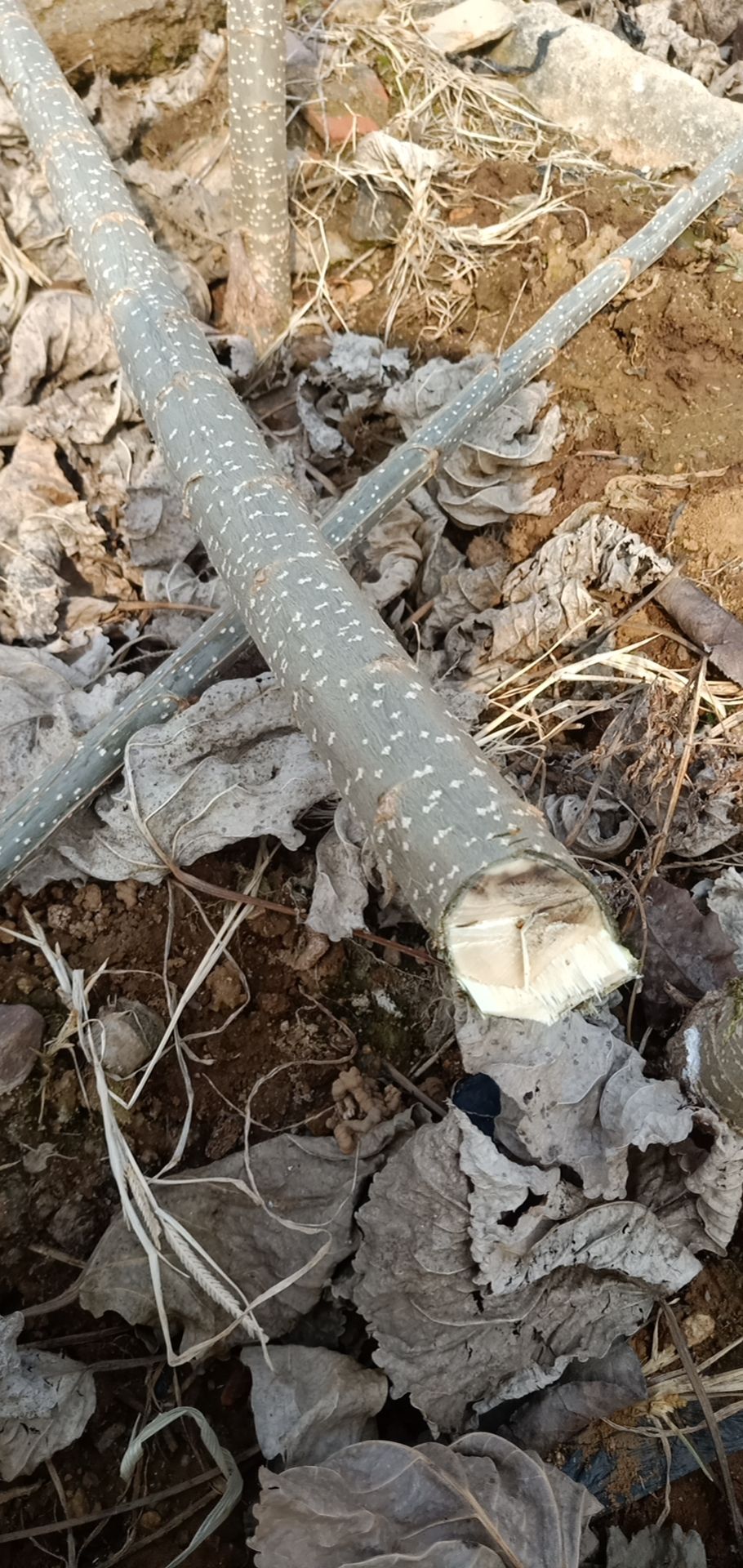 无忧树  波姬红，两年，一年，各种苗木