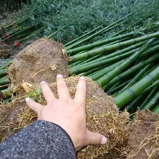 沭阳县毛竹 