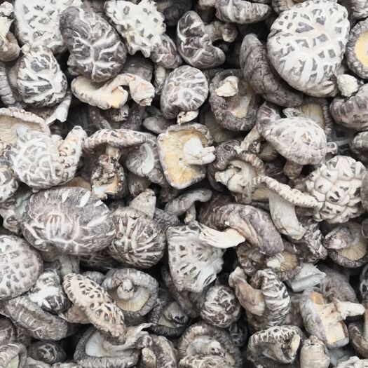 随县蘑菇 段木白花菇，口感好，味道香，肉厚，干度好，能放一年。