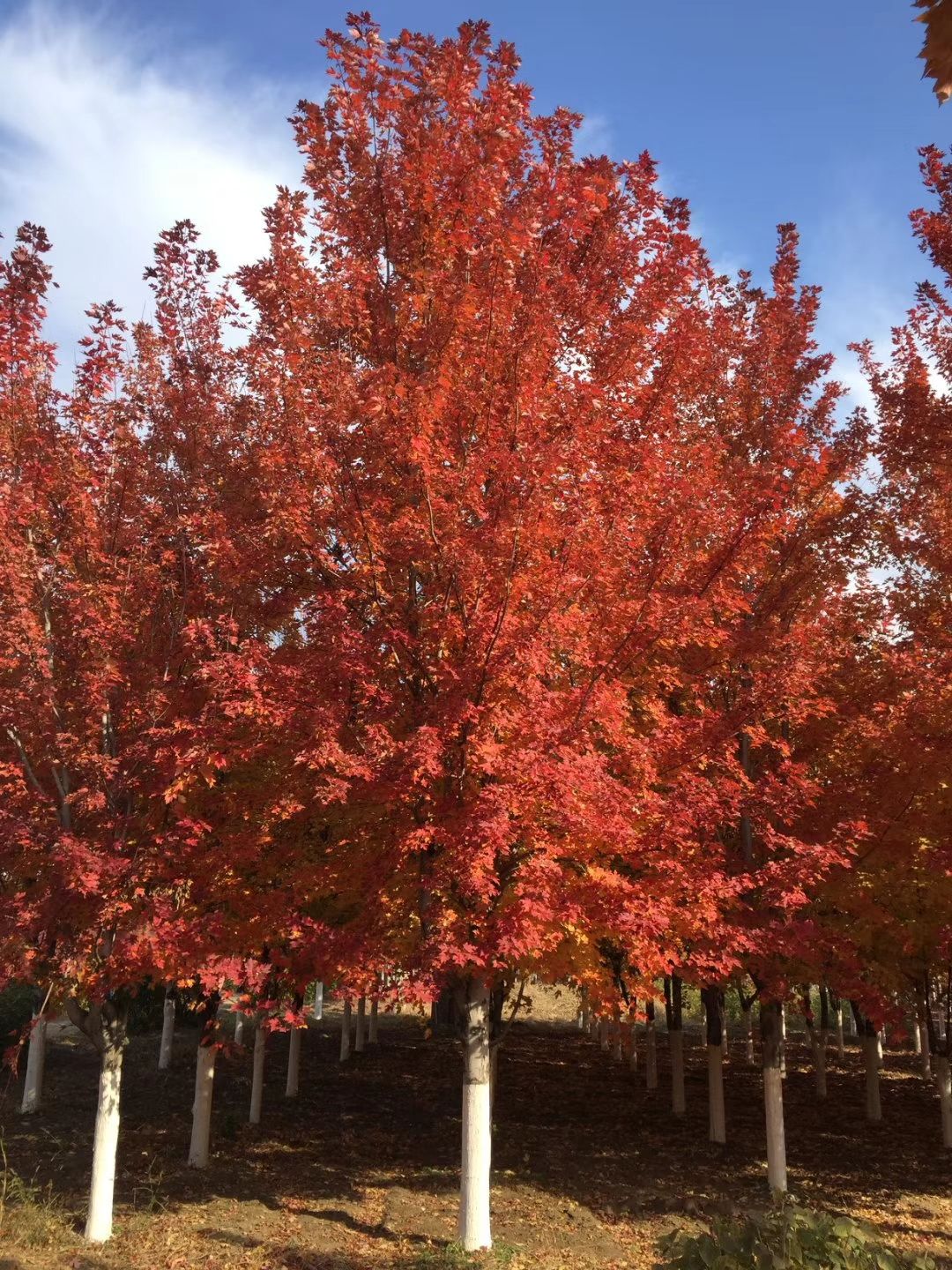 美国红枫  基地直销规格齐全