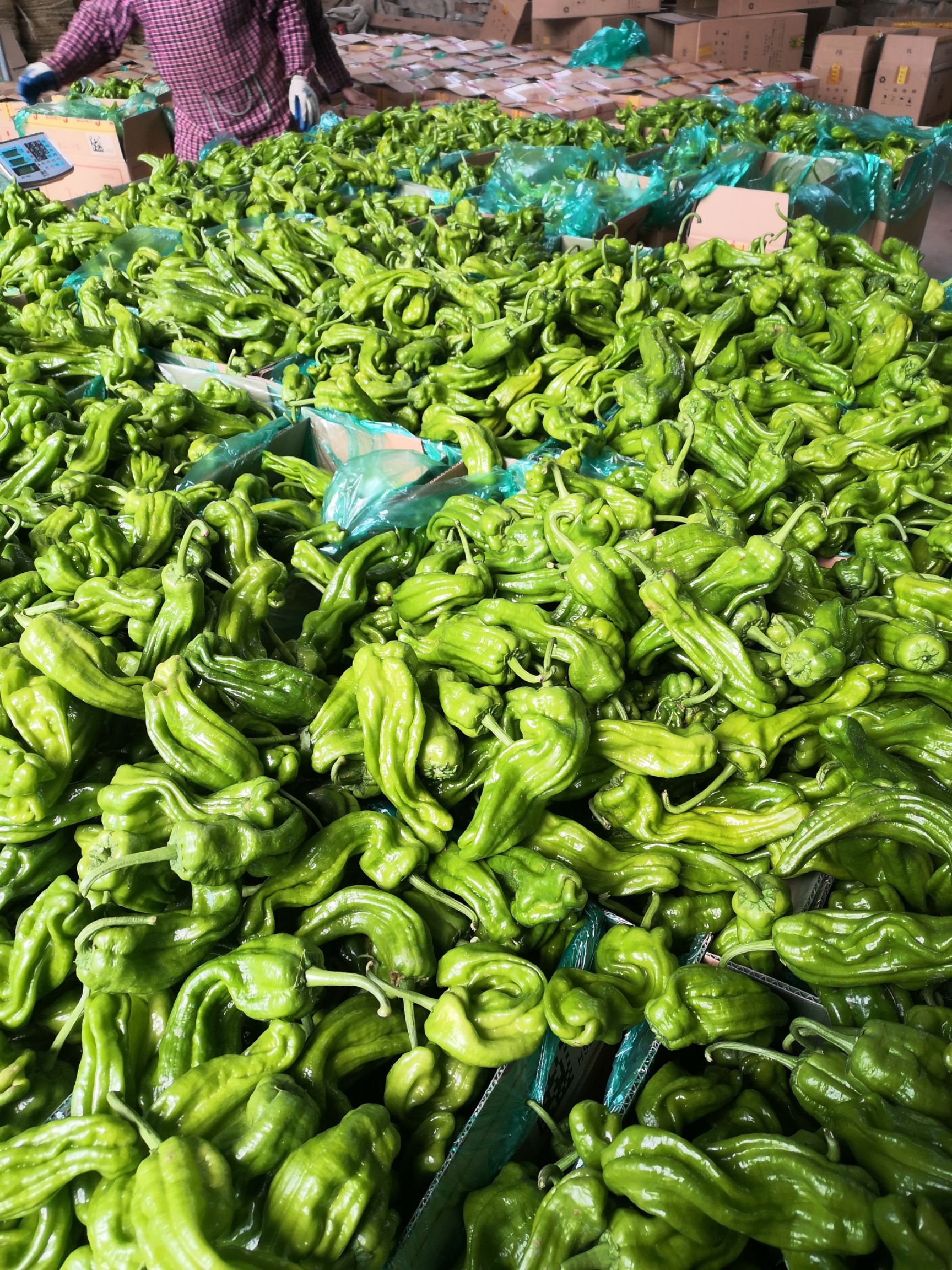 薄皮椒 山东苏椒大量供应，量大，价优，新品上市 质量有保证，欢迎来购