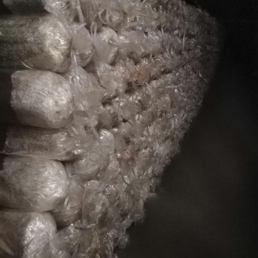 广昌县茶树菇菌种  茶树菇菇筒原种，拉回去就可以出菇