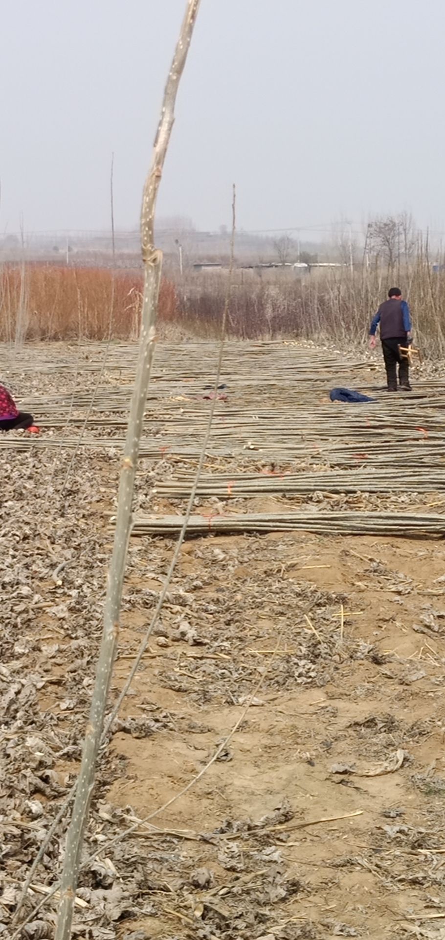 无忧树  波姬红，两年，一年，各种苗木