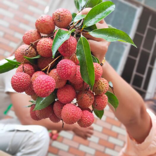 广州桂味荔枝清甜带一点桂花香味，有滋补攻效6月3号上市