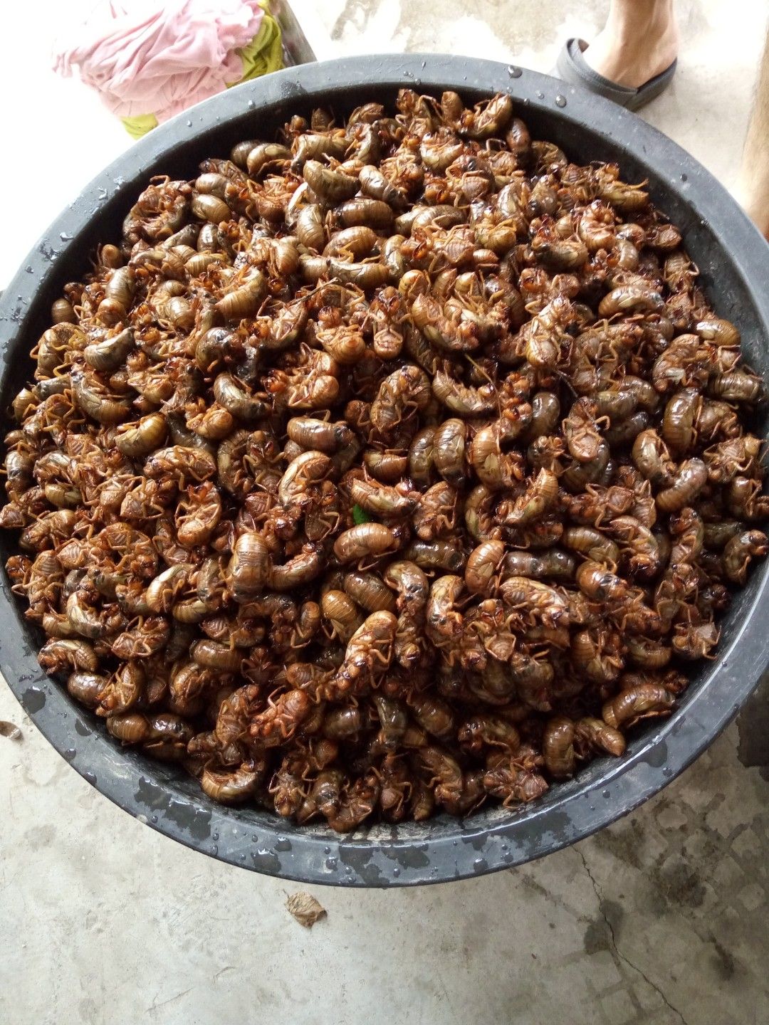 蝉蜕  四川蝉退，质量保证，量大从优