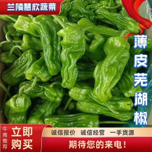 兰陵县薄皮椒  精品薄皮芜湖椒，大量有货，一手货源，产地直销