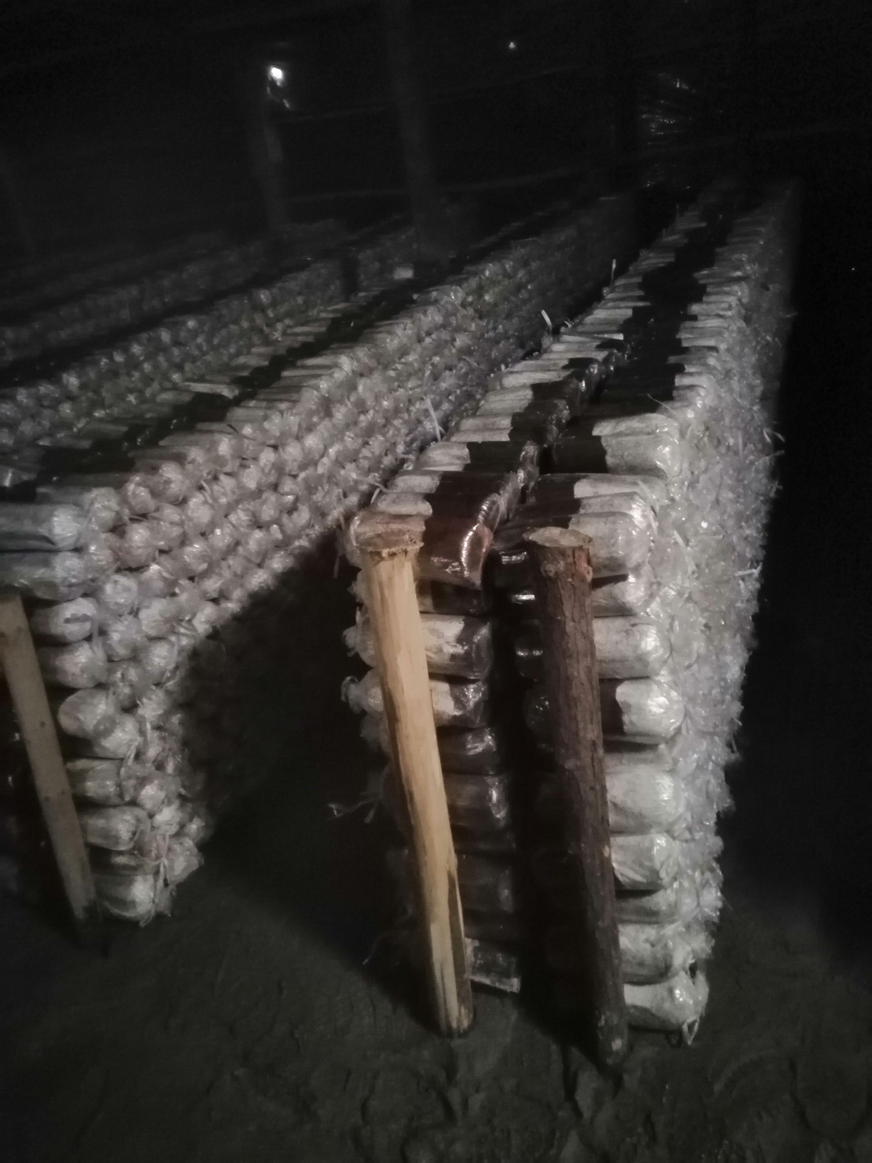 茶树菇菌种  茶树菇菇筒原种，拉回去就可以出菇