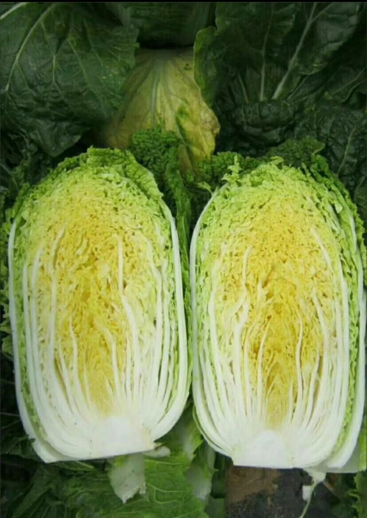黄心大白菜  山东黄心白菜大量上市，欢迎老板下单
