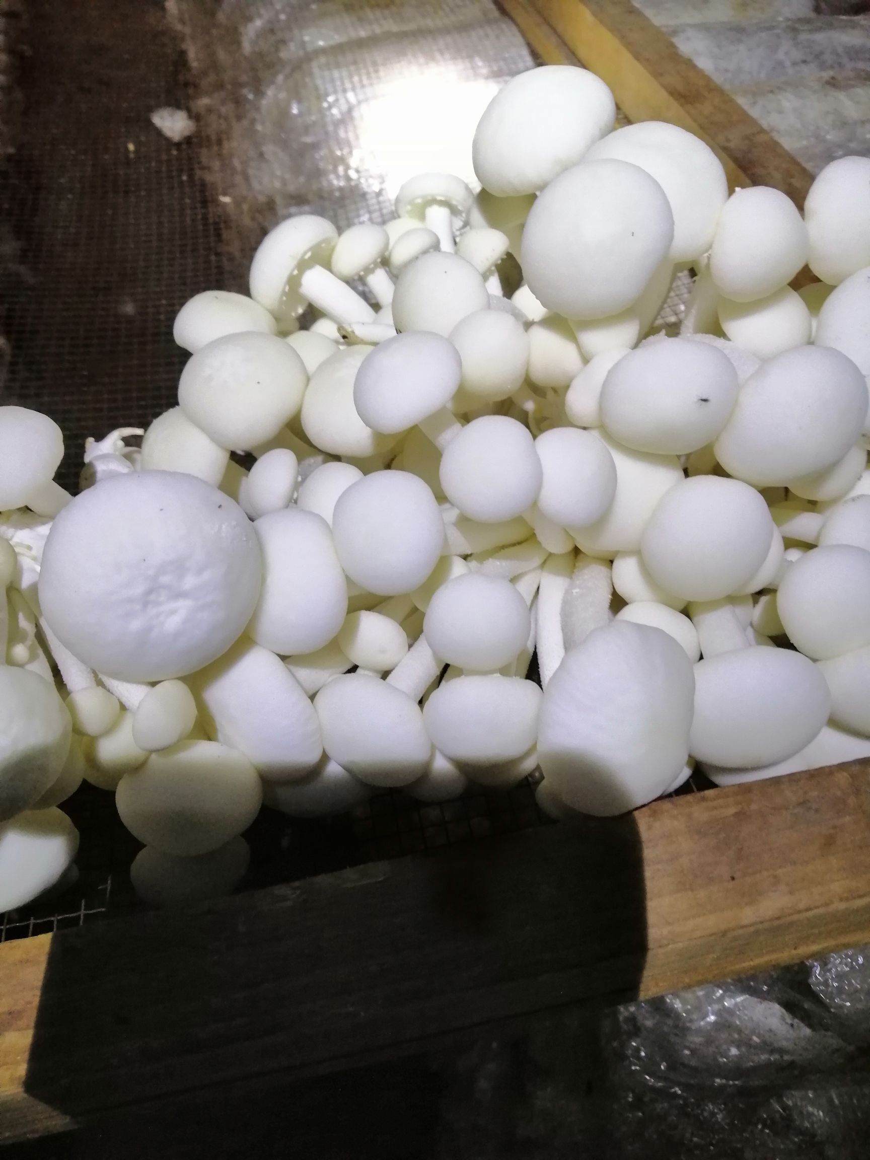 茶树菇菌种  茶树菇菇筒原种，拉回去就可以出菇